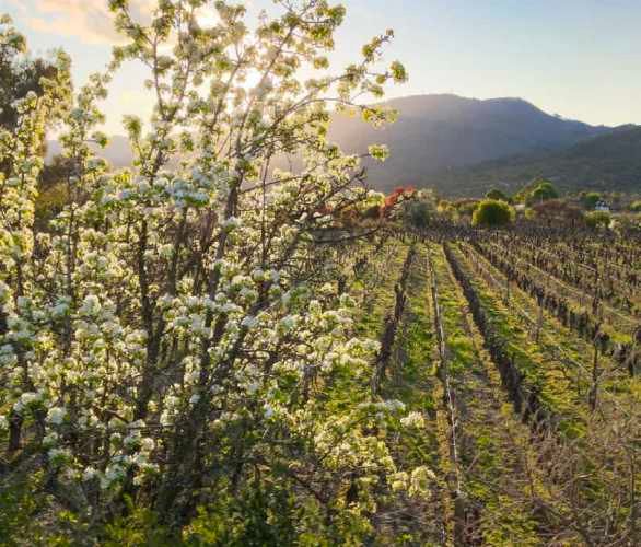Raices de San Javier