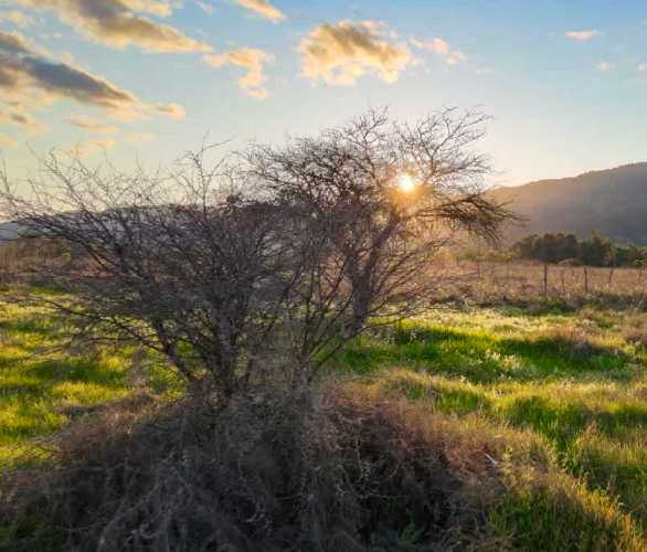 Raices de San Javier