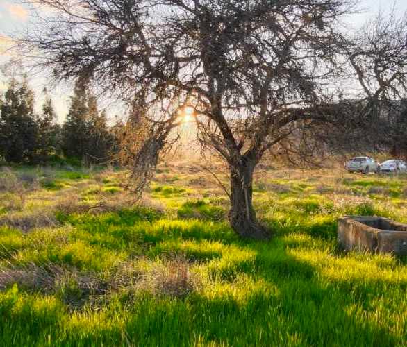Raices de San Javier