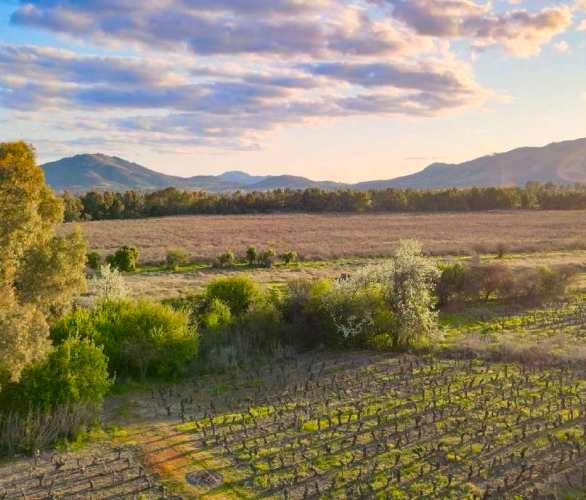 Raices de San Javier