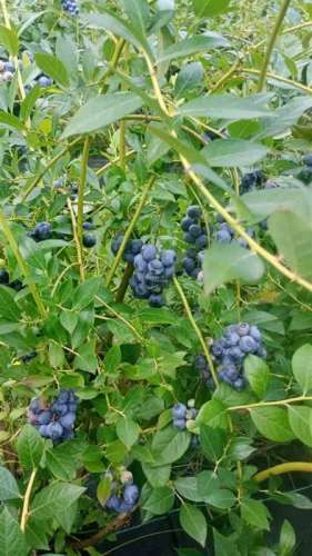 SITIO Camino Las Violetas S/N, Kilómetro 6, Loncoche