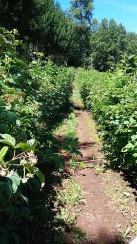 SITIO Camino Las Violetas S/N, Kilómetro 6, Loncoche