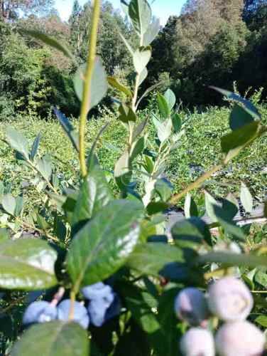 SITIO Camino Las Violetas S/N, Kilómetro 6, Loncoche