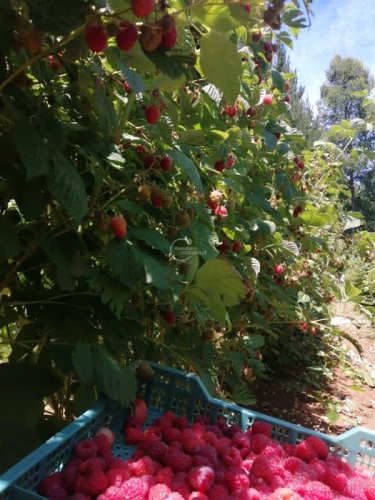 SITIO Camino Las Violetas S/N, Kilómetro 6, Loncoche