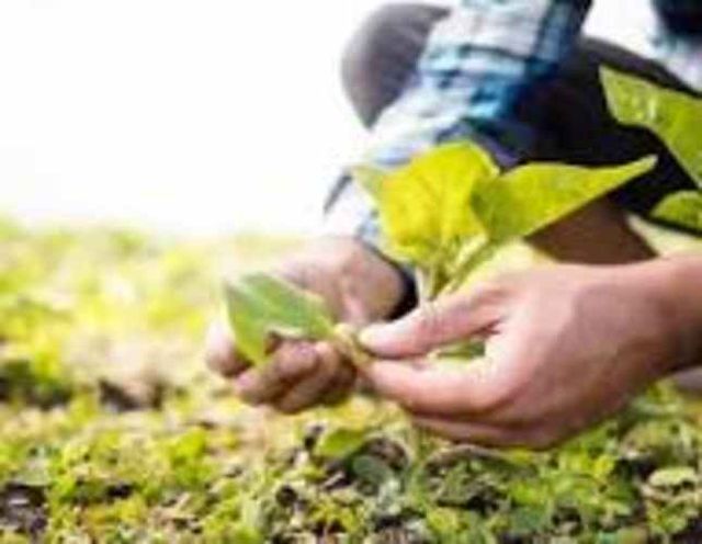 Perfil de Cargo: Encargado/a de Huerto y Mantención General – Proyecto en Pirque, Las Palomas