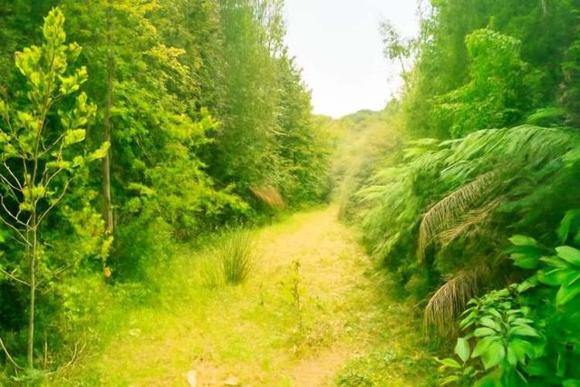 PARCELA OPORTUNIDA!!! INVIERTE EN UN BOSQUE EN LOS LAGOS Terreno en San Juan de la costa norponiente de Puaucho