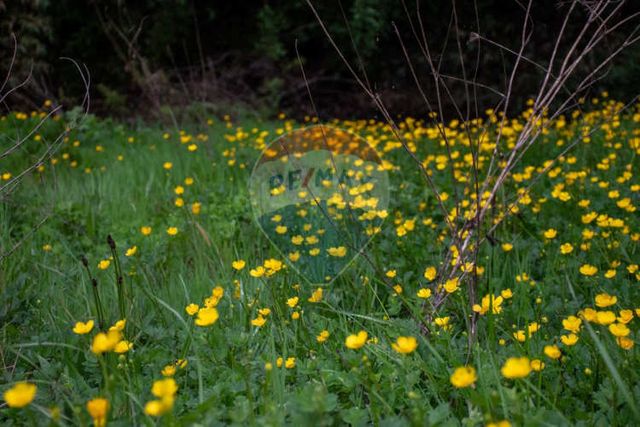 Proyecto de parcelas centinela 1 la unión
