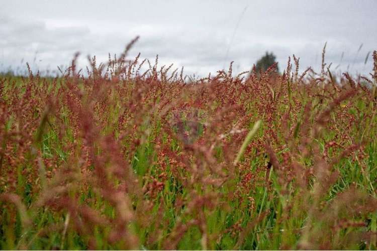 Proyecto de parcelas centinela 2 la union