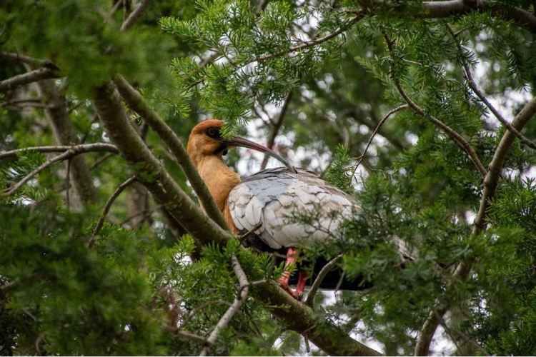Proyecto de parcelas centinela 2 la union
