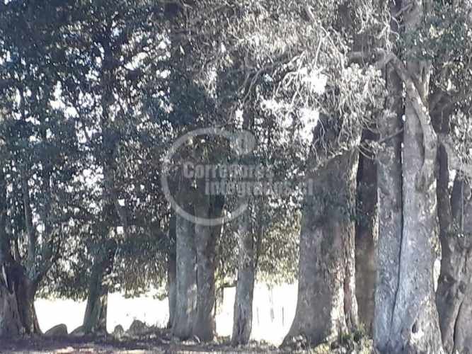 PARCELA FRUTILLAR/LLANQUIHUE