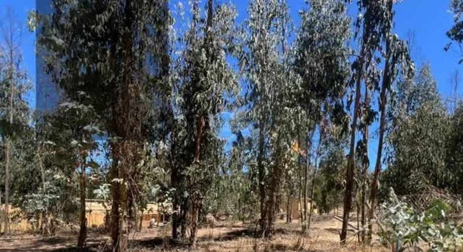 SITIO Sector El Tigre