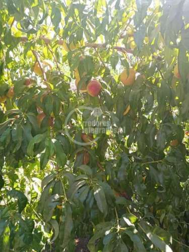 PARCELA M.H RUTA 5 NORTE /PARADERO 4