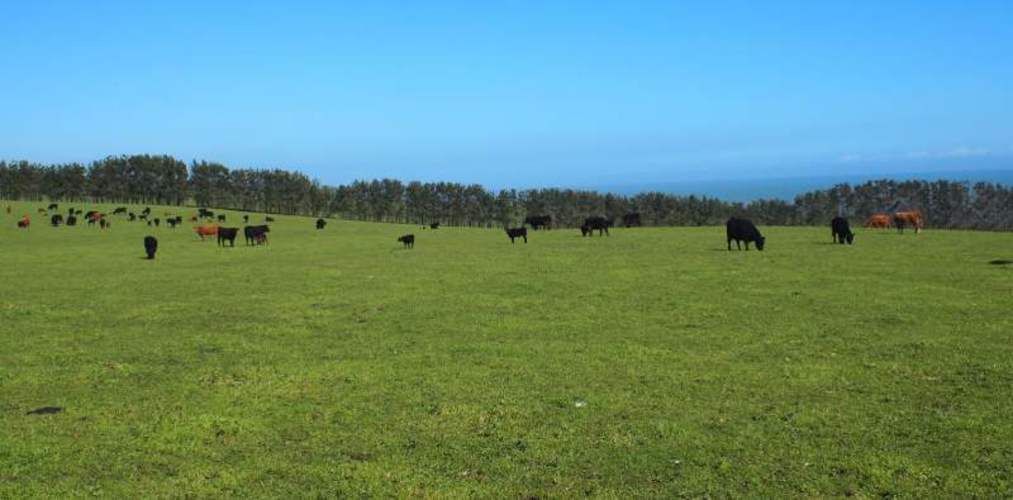 PARCELA Caleta de Duao