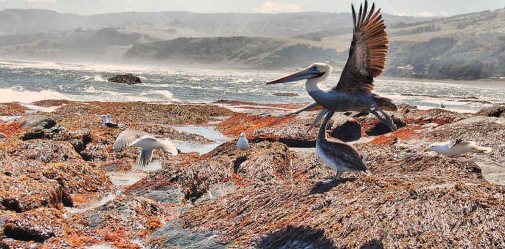 PARCELA Caleta de Duao