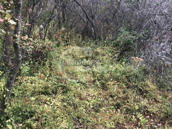 PARCELA Curacavi (L.A)