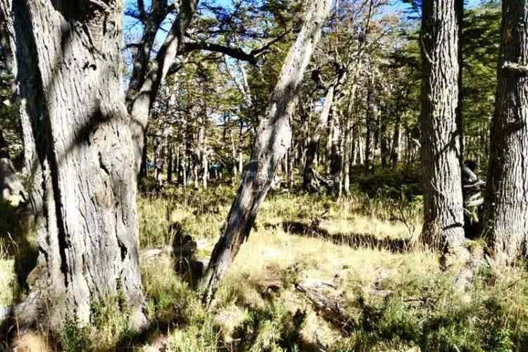 OTROS Sector arroyo Norte