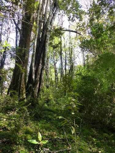 PARCELA Sector Llicaldad