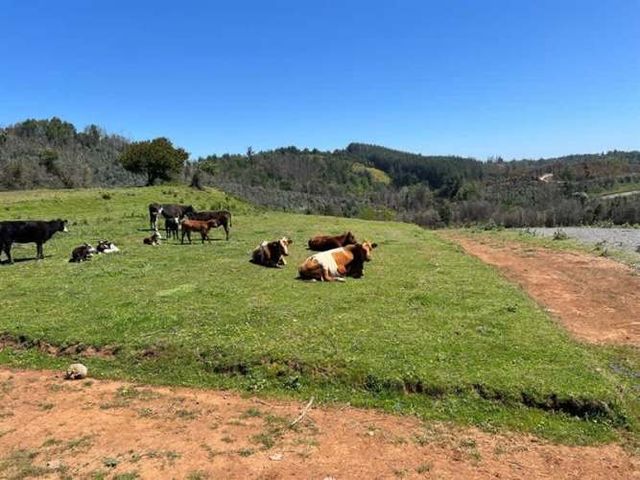 PARCELA Punta de Parra