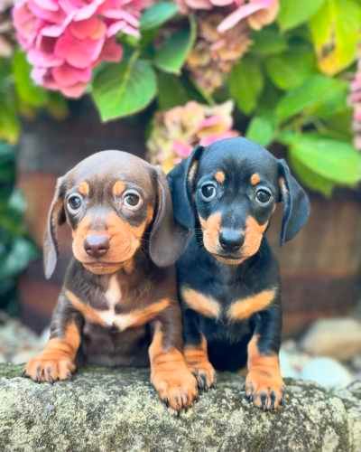 Hermosos Dachshund Miniatura