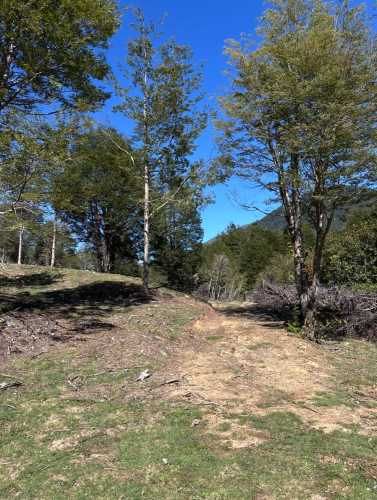 Terreno de bosque nativo con orilla de rio