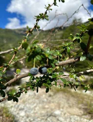 Terreno de bosque nativo con orilla de rio