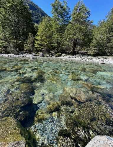 Terreno de bosque nativo con orilla de rio