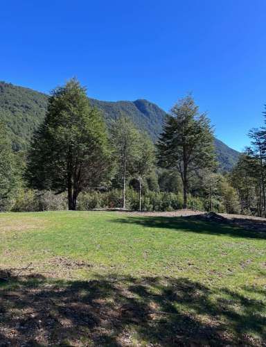 Terreno de bosque nativo con orilla de rio
