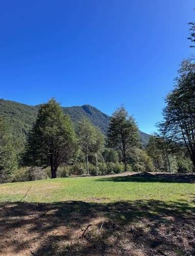Terreno de bosque nativo con orilla de rio