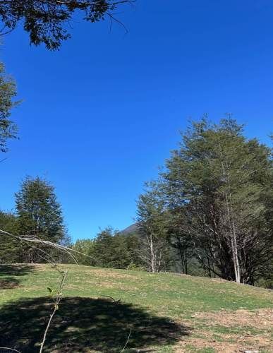 Terreno de bosque nativo con orilla de rio