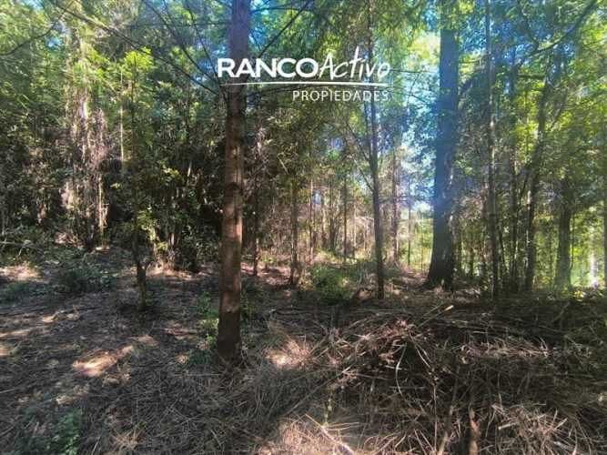 PARCELA Fundo Amancay