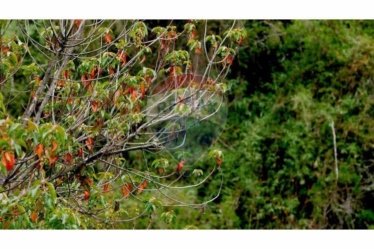 Proyecto de parcelas centinela 1 la unión