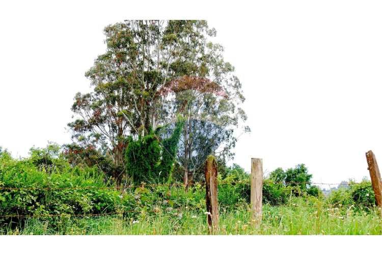 Proyecto de parcelas centinela 1 la unión