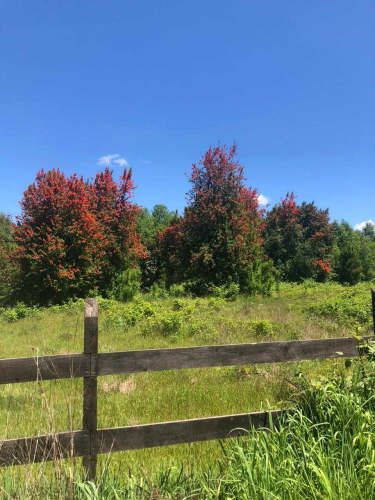 PRECIOSA PARCELA EN LOTE A 20 MIN DE VALDIVIA (129053)