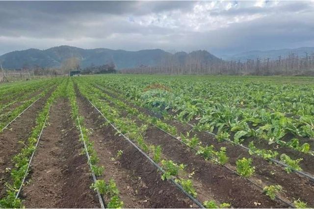 &quot;terreno agrícola en rauco: inversión ideal&quot;