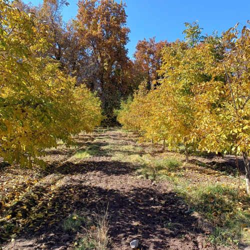 TERRENO CONSTRUCCION SANTA RITA DE PIRQUE CON RAMON SUBERCASEAUX