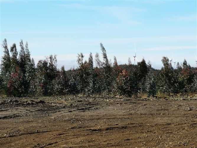 AGRICOLA Sector Santa Rita. Entre Angol y Renaico.