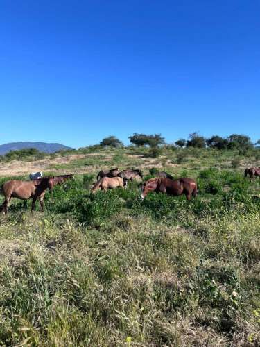 Oportunidad de Inversión en Entorno Natural (129684)