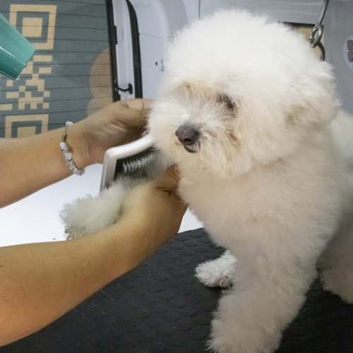 Peluquero (a) Canino (a)