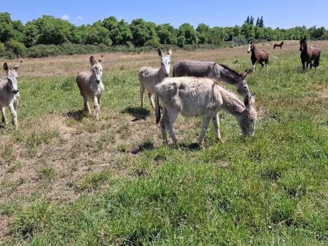 Burros y Burra!
