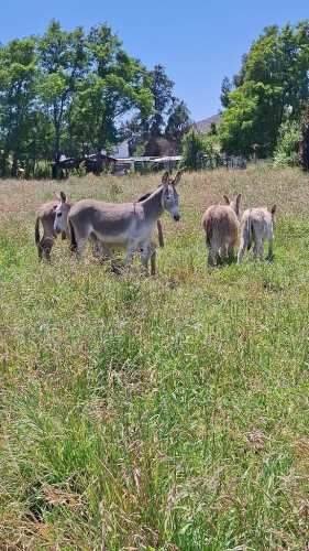 Burros y Burra!
