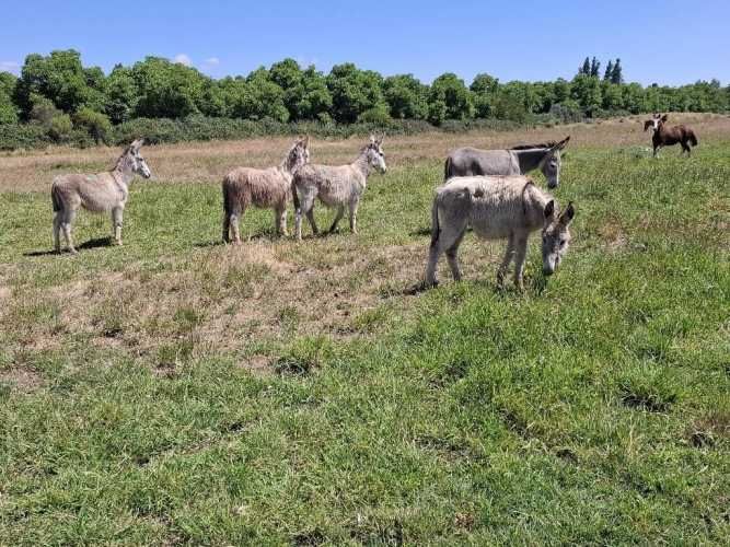 Burros y Burra!