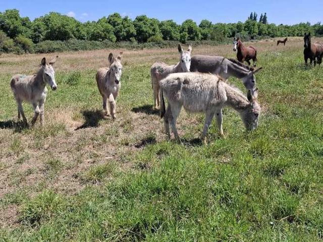 Burros y Burra!