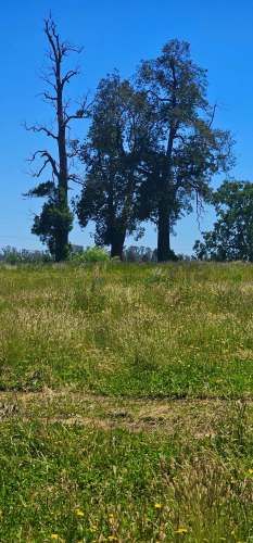 OSORNO OFERTA PARCELAS ORILLA DE RUTA PÚBLICA (129855)