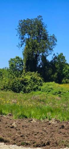 OSORNO OFERTA PARCELAS ORILLA DE RUTA PÚBLICA (129855)