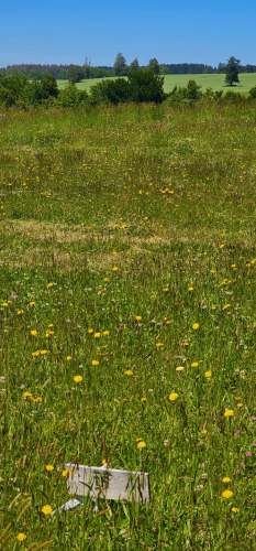 OSORNO OFERTA PARCELAS ORILLA DE RUTA PÚBLICA (129874)