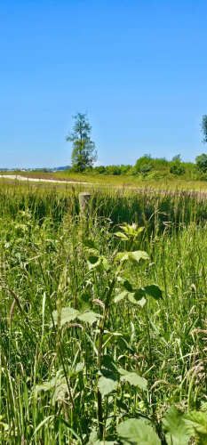 OSORNO OFERTA PARCELAS ORILLA DE RUTA PÚBLICA (129874)