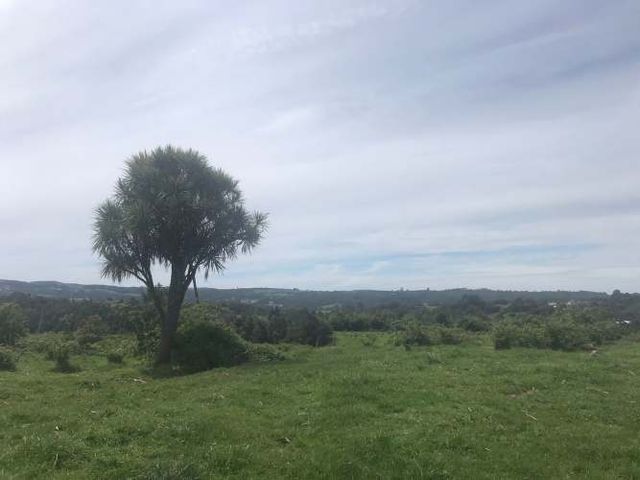 Campo ubicado en Los Muermos, sector El Melí de 19 hectáreas.