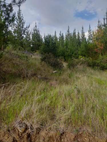 Quillon terreno media hectarea