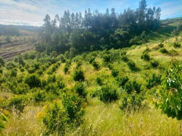 GRAN OPORTUNIDAD PARCELA DE 10.000M2 EN LA COMUNA QUILLON