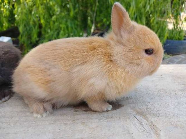 Conejos enanos Navidad